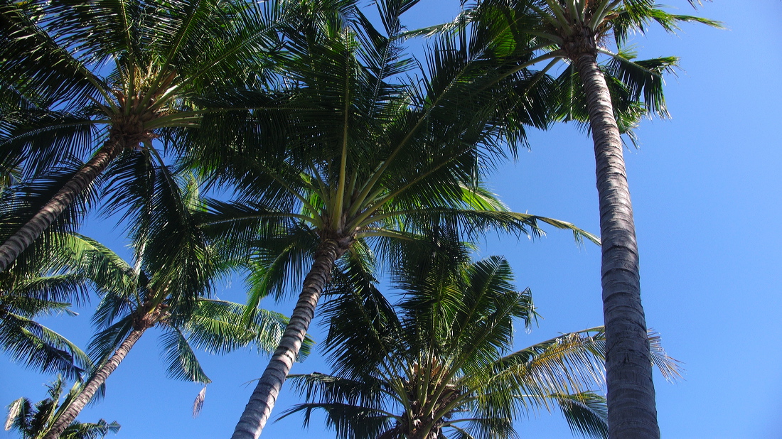 p1010182-out.jpg