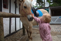 horse