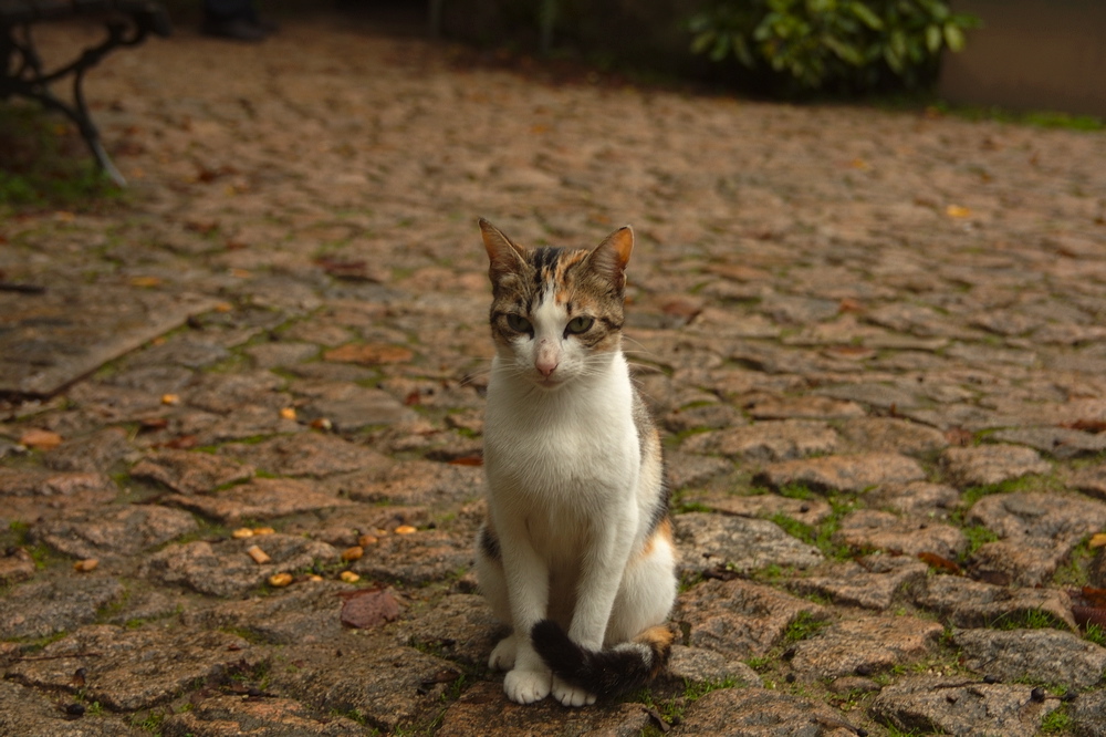 crw_2052.jpg
