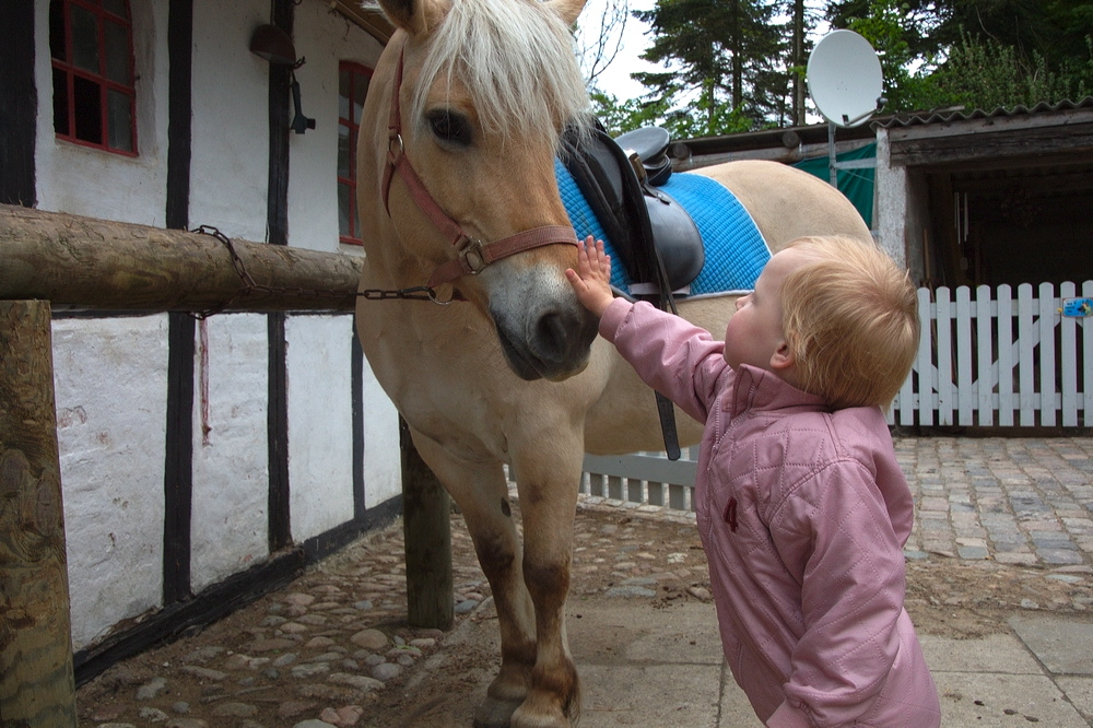 horse.jpg