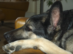 DSC02288.SRF