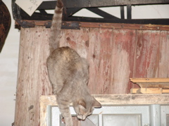 DSC02337.JPG