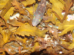 DSC02341.JPG