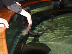 DSC02345.JPG