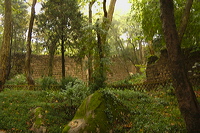 crw_2071