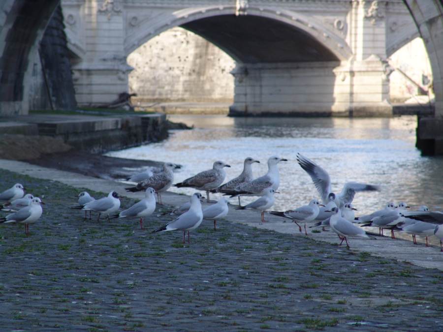 dsc01419.jpg